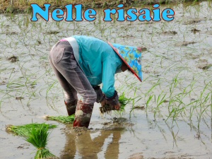 risaie